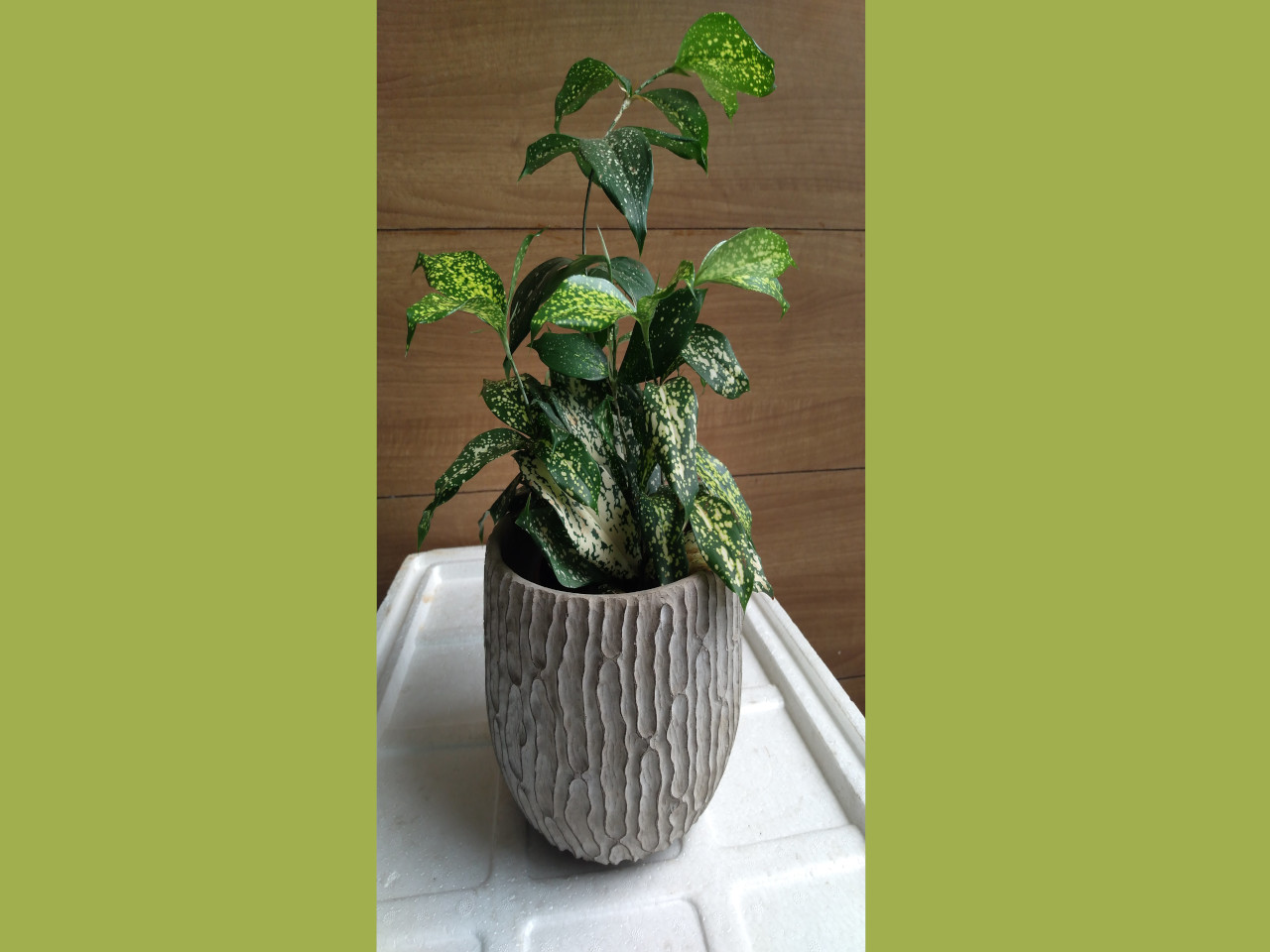 Subcategories Mannuthy Farms