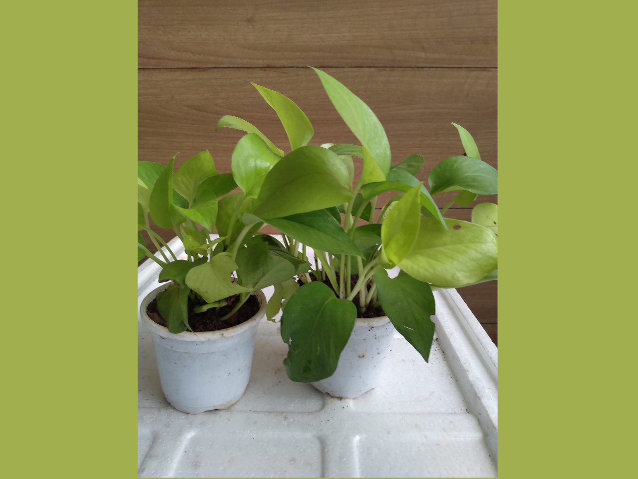 Subcategories Mannuthy Farms