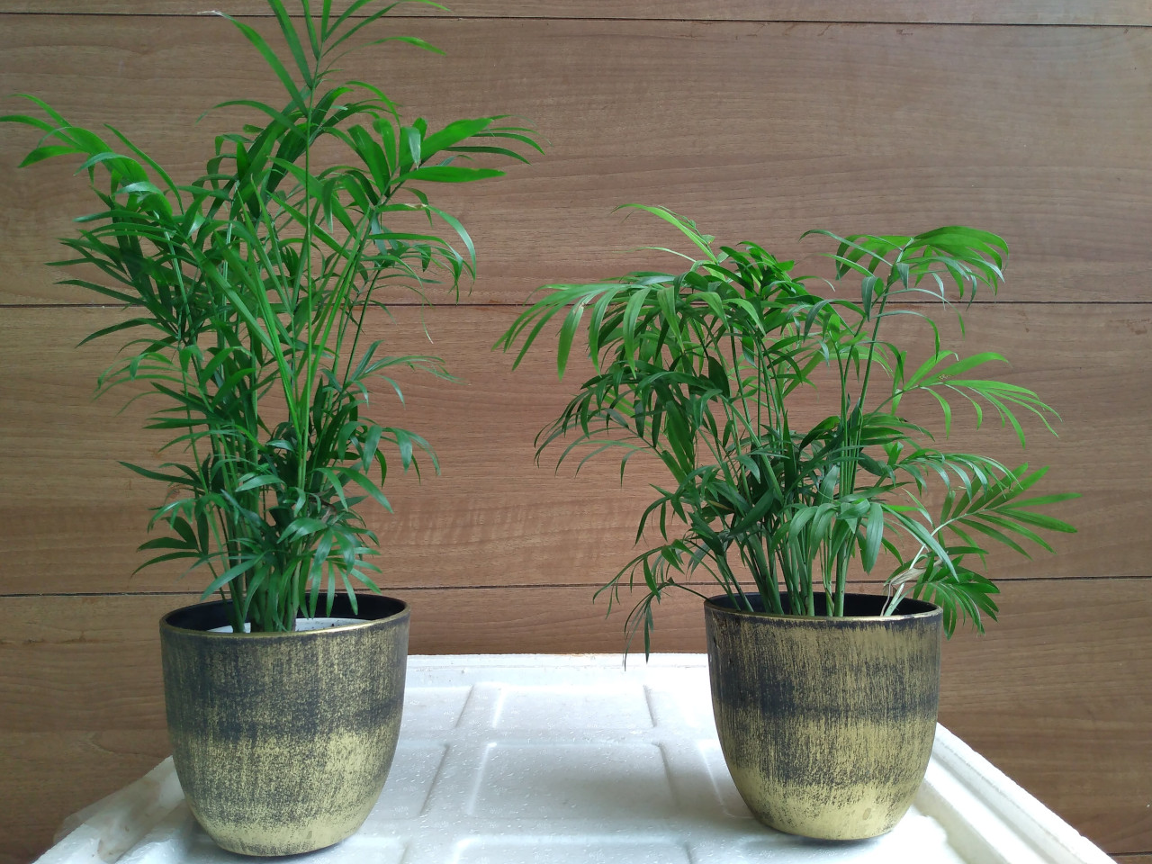 Subcategories Mannuthy Farms