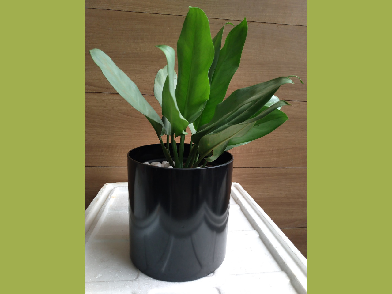 Subcategories Mannuthy Farms