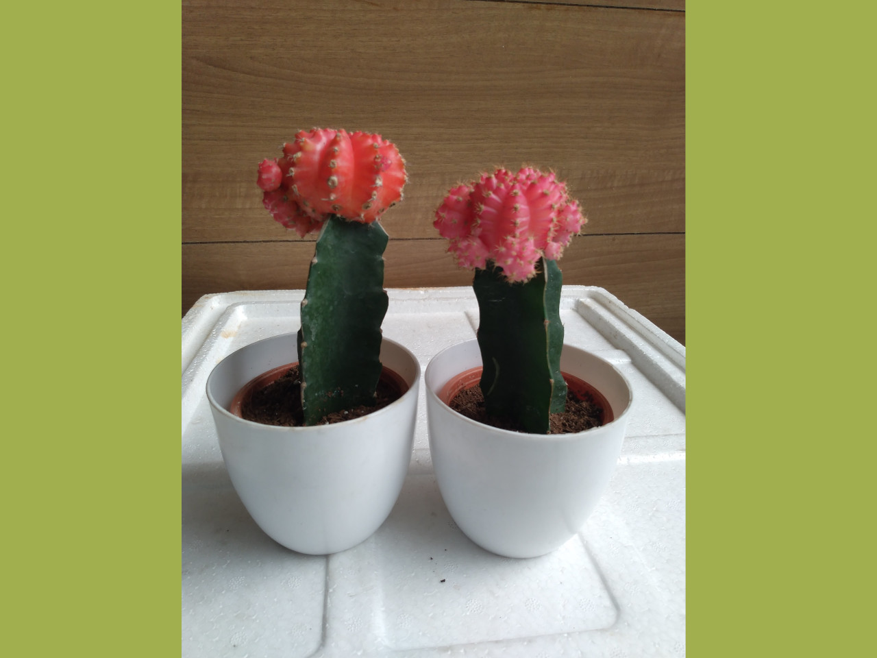 Subcategories Mannuthy Farms