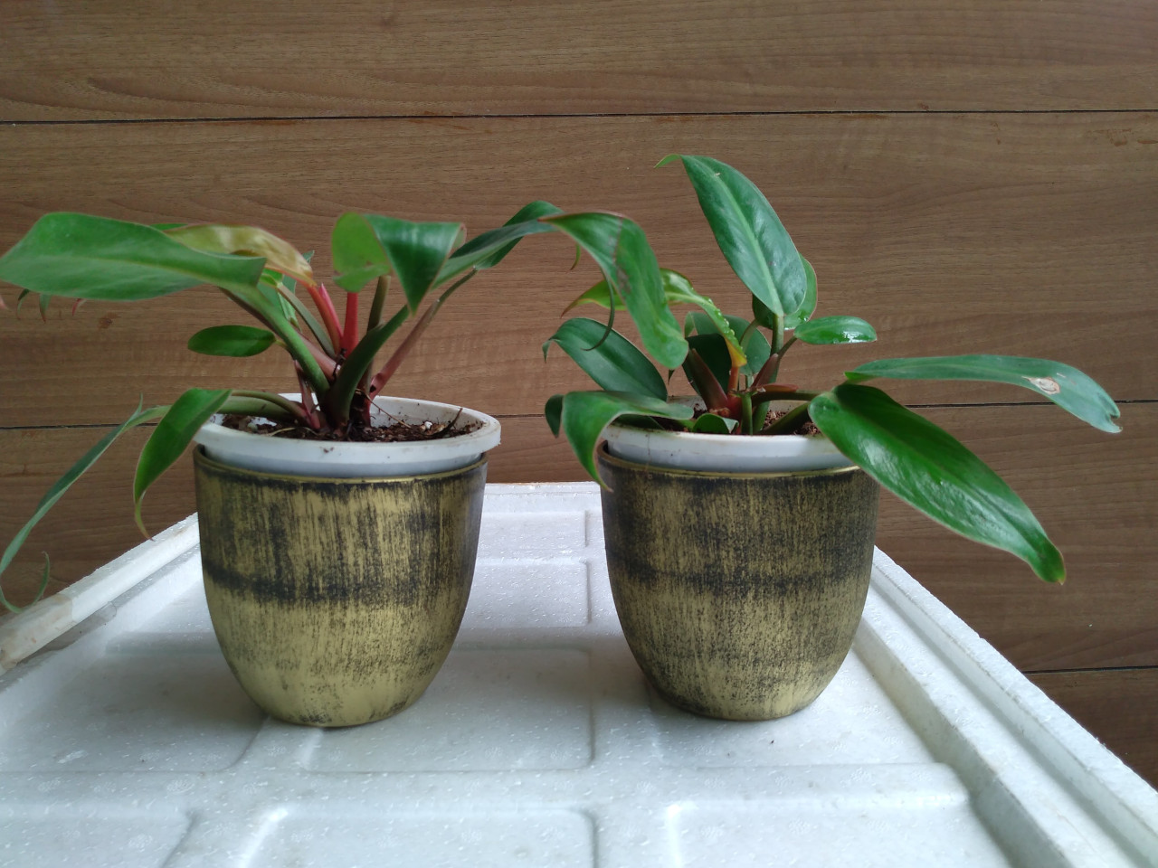 Subcategories Mannuthy Farms