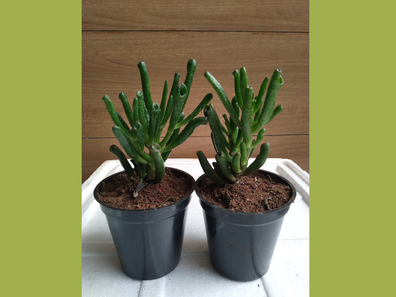 Subcategories Mannuthy Farms