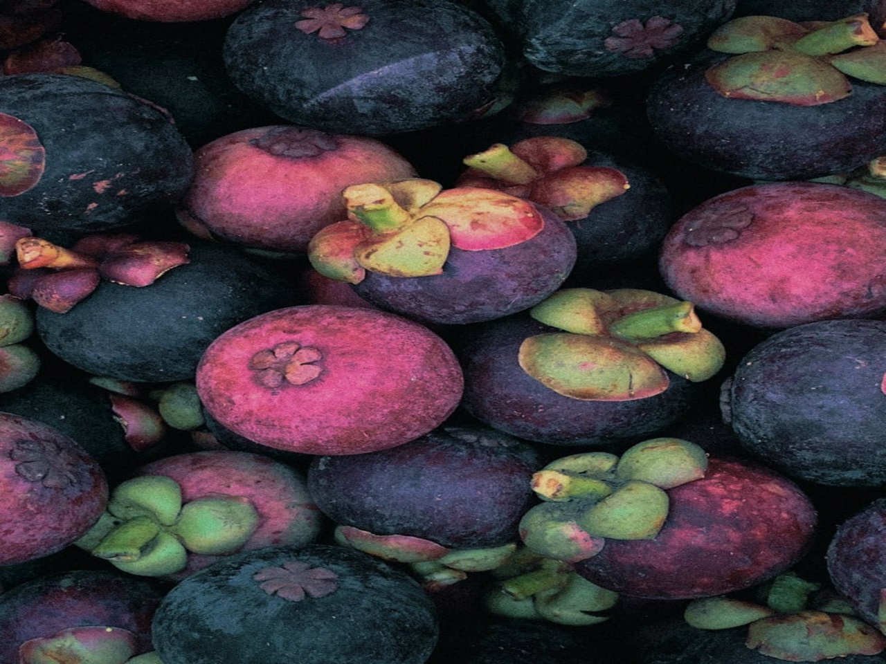 MANGOSTEEN