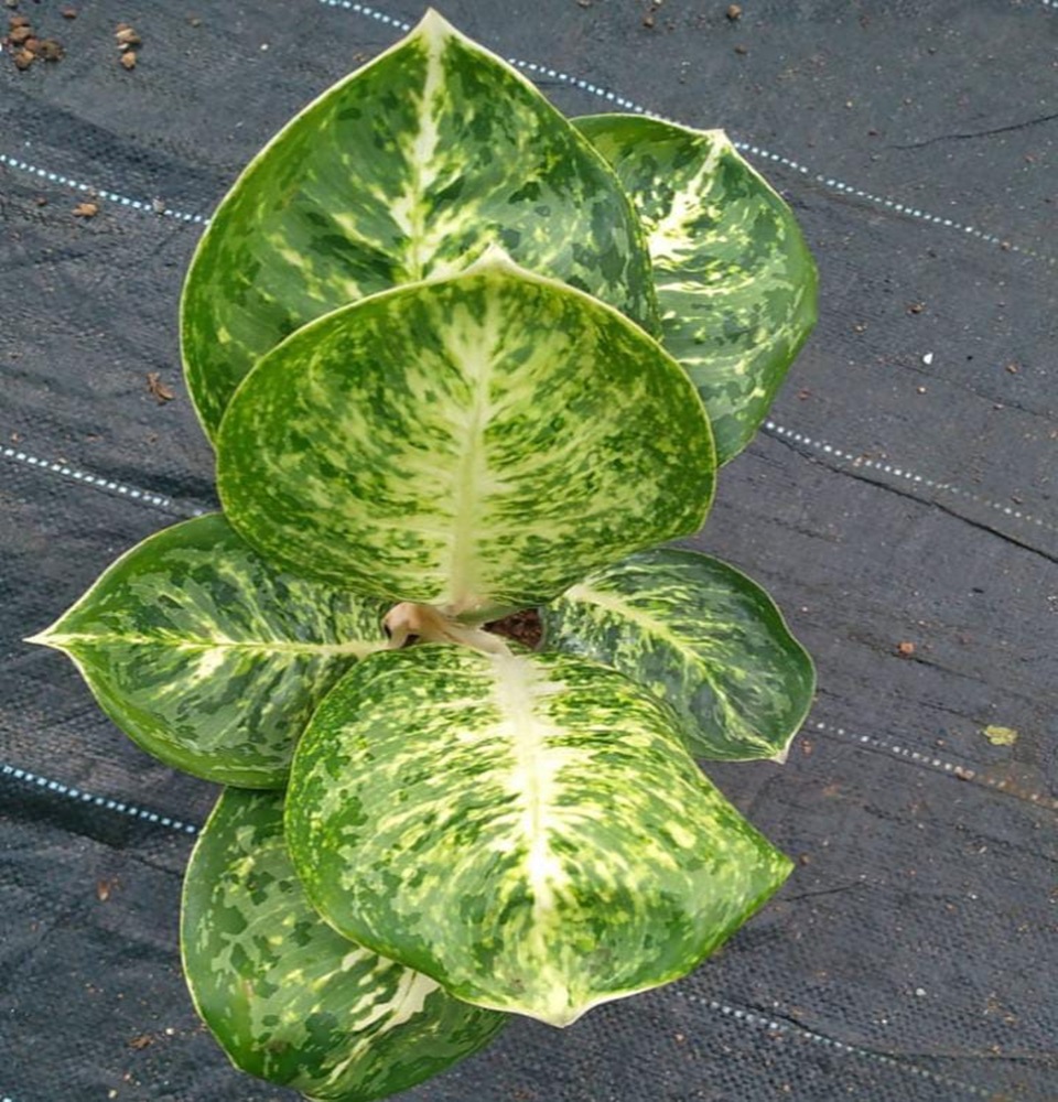 Mannuthy Farms