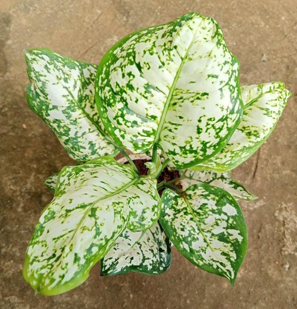 Mannuthy Farms