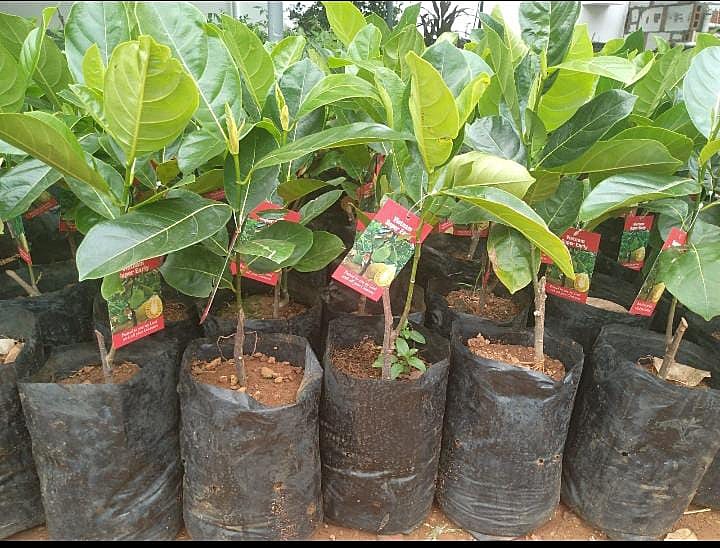 Mannuthy Farms